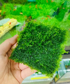 Rêu Mini Taiwan