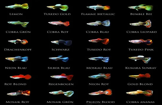 Cá bảy màu loại cá nuôi thùng xốp đẻ cực nhanh mà không cần lọc