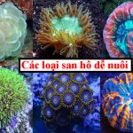 Các loại san hô dễ nuôi - 6 loại được ưa chuộng nhất