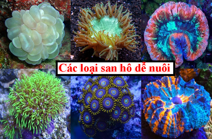 Các loại san hô dễ nuôi - 6 loại được ưa chuộng nhất