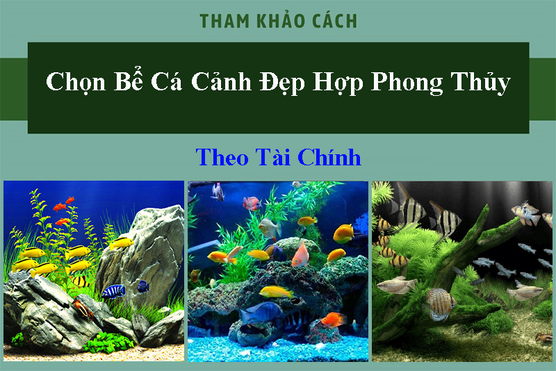 Cách chọn bể cá cảnh đẹp hợp phong thủy theo tài chính