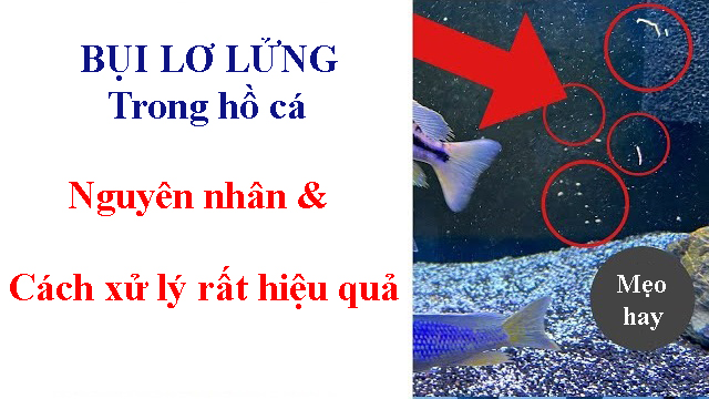 Cách xử lý bụi lơ lửng trong hồ cá rất hiệu quả