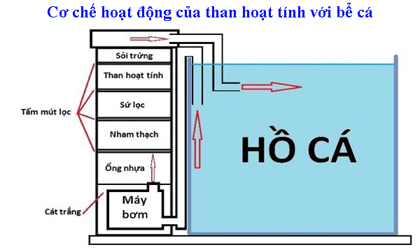 Cơ chế hoạt động của than hoạt tính với bể cá