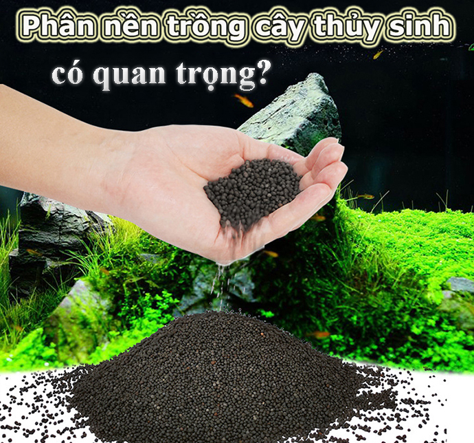 Phân nền thuỷ sinh có quan trọng với hồ thủy sinh?