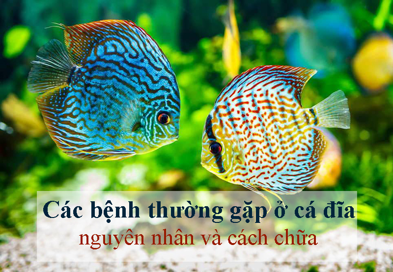 Các bệnh thường gặp ở cá đĩa | Nguyên nhân và cách chữa