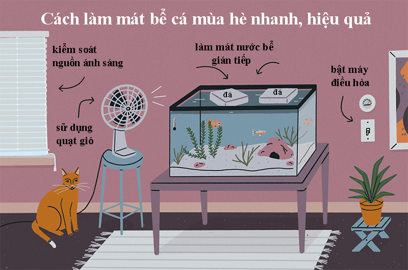 Cách làm mát bể cá mùa hè nhanh, hiệu quả