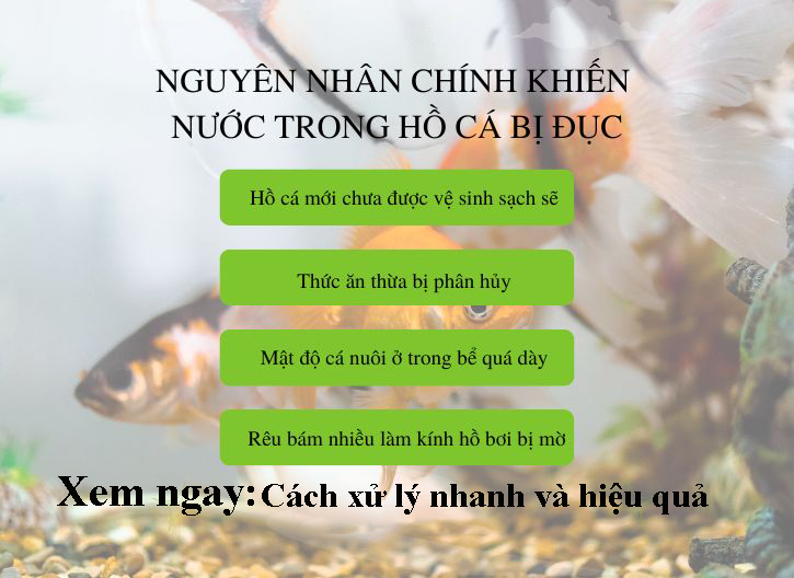 Cách xử lý nước hồ cá bị đục hiệu quả nhất