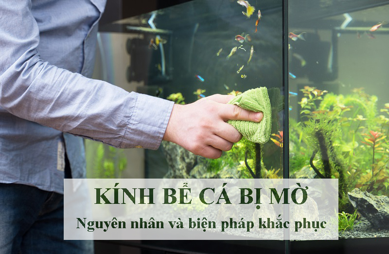 Kính bể cá bị mờ | Nguyên nhân và biện pháp khắc phục