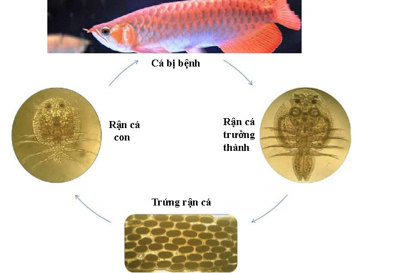Bệnh rận cá: Nguyên nhân, biểu hiện và thuốc đặc trị