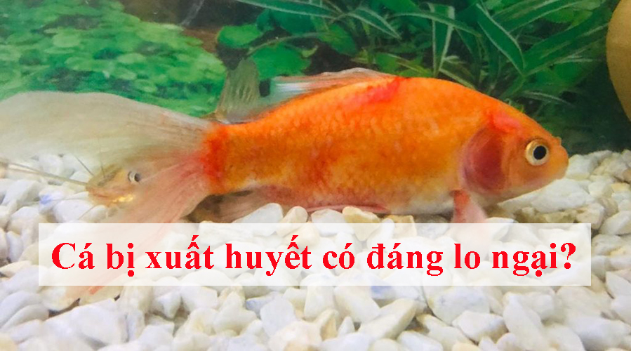 Cá bị xuất huyết có đáng lo ngại? Nguyên nhân và cách chữa trị