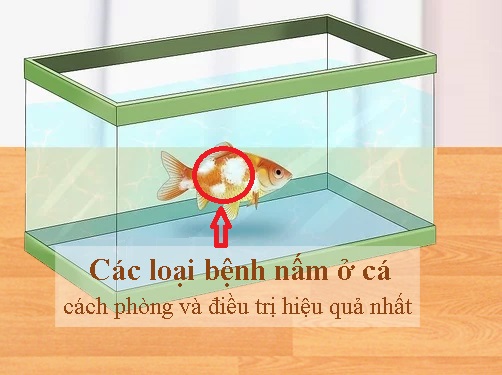 Các loại bệnh nấm ở cá | Cách phòng và điều trị