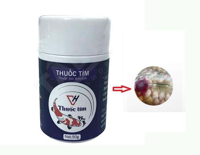 Trị trùng mỏ neo bằng thuốc tím