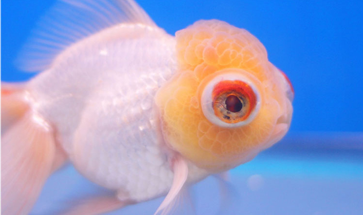Cá ranchu bị bệnh lồi mắt