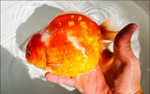 Cá ranchu bị bệnh phù nề