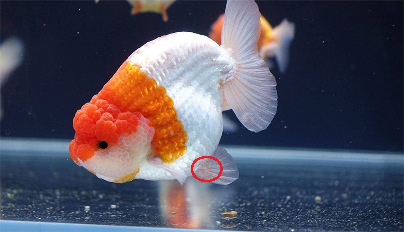 Cá ranchu bị thối vây, đuôi