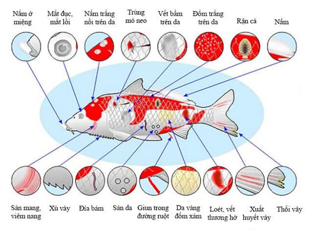 Các bệnh thường gặp ở cá koi: Tên bệnh và cách đặc trị