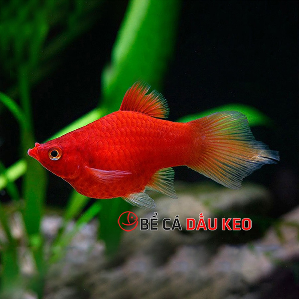 Cá Mún Đỏ: Loài cá có màu sắc làm nổi bật bể cá của bạn