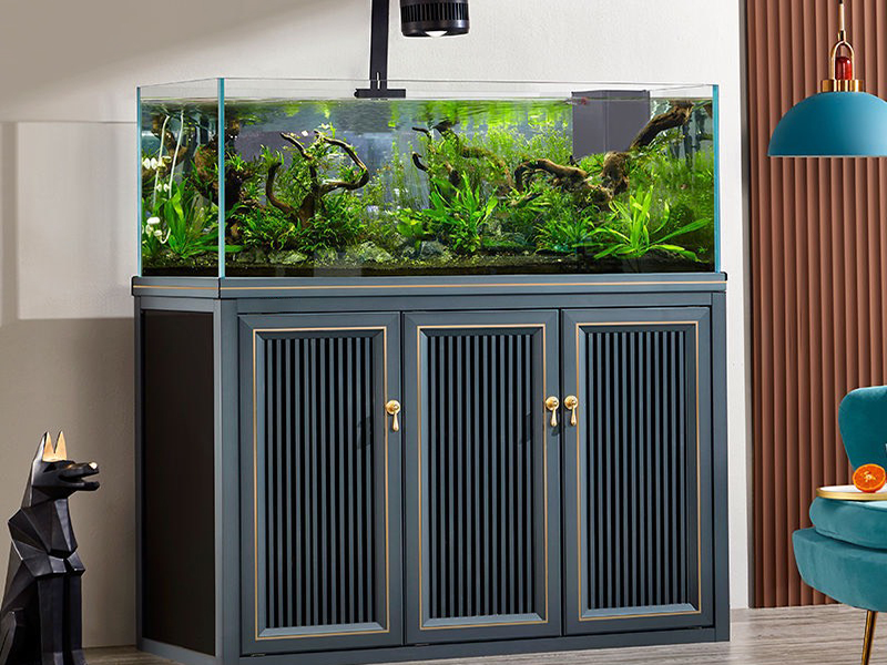 Aquarium là gì | Tất cả những gì bạn cần biết về hồ cá