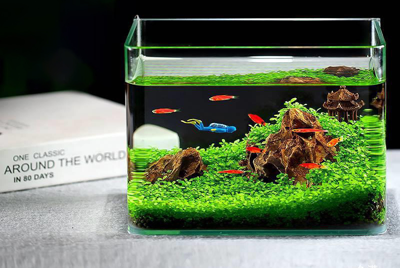 Bể cá mini hình chữ nhật