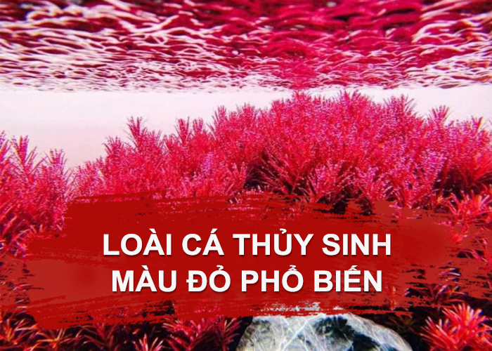 Tổng hợp các loại cây thủy sinh màu đỏ đẹp và dễ chăm sóc