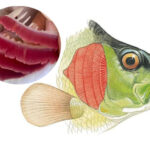 Bệnh xoăn mang ở cá: Dấu hiệu và cách chữa trị hiệu quả