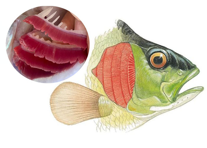 Bệnh xoăn mang ở cá: Dấu hiệu và cách chữa trị hiệu quả