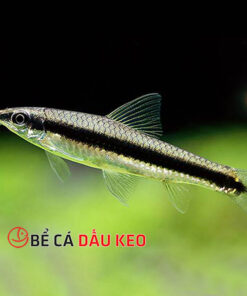 Cá bút chì Thái : Loài cá ăn tảo thú vị