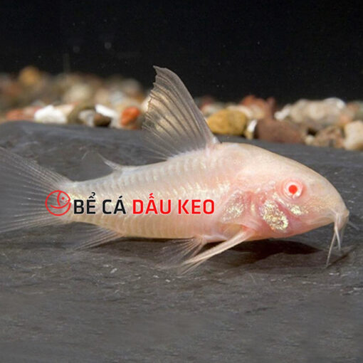 Cá Chuột Albino vây ngắn: Dòng cá bạch tạng thú vị cho bể cá