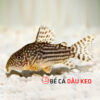 Cá Chuột Sao : “Máy dọn bể” hữu ích cho bể cá cảnh