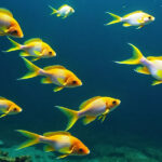 Cá bơi loạn xạ là hiện tượng gì? Và cách giải quyết hiệu quả