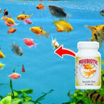 Các loại thuốc chữa bệnh phổ biến cho cá cảnh