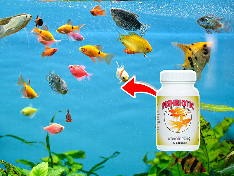 Các loại thuốc chữa bệnh phổ biến cho cá cảnh