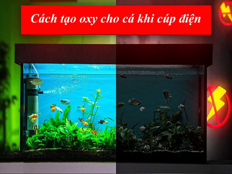 Cách tạo oxy cho cá khi cúp điện đơn giản giúp cá không chết
