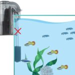 Lọc thủy sinh bị air: Nguyên nhân và cách xử lý đơn giản