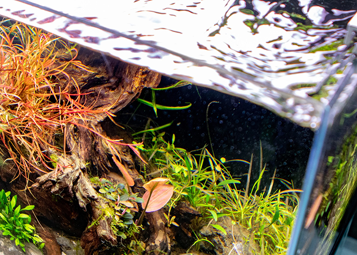 Nước hồ thủy sinh mới setup