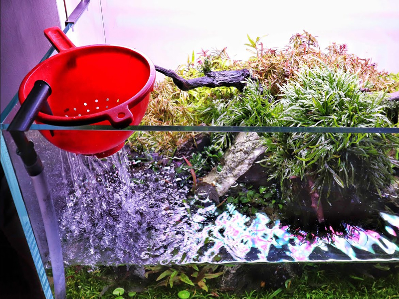 Thay nước hồ thủy sinh mới setup: Cách làm và lợi ích