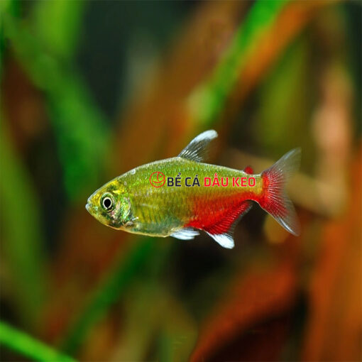 Cá Green Fire Tetra