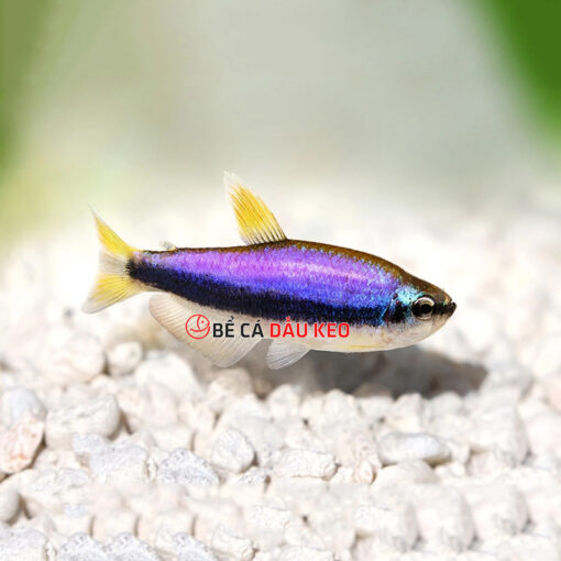 Cá Kerri Blue Tetra