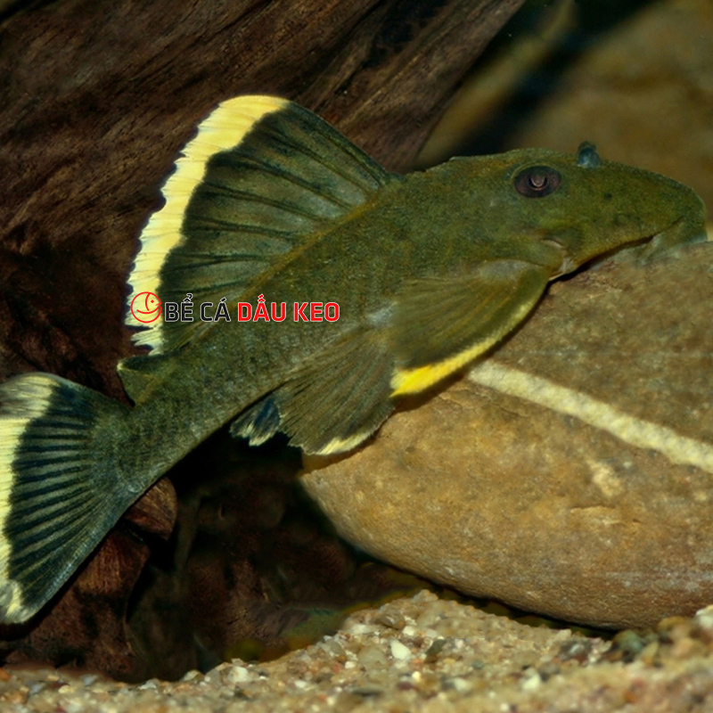 Cá L047 Mango Pleco (size 10+)