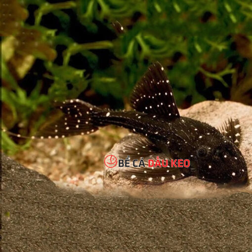 Cá L155 Adonis Pleco (size 4 - 5)