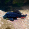 Cá L239 Blue Panaque Pleco (size 9 - 10)