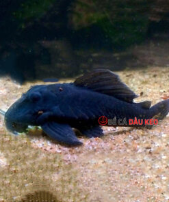 Cá L239 Blue Panaque Pleco (size 9 - 10)