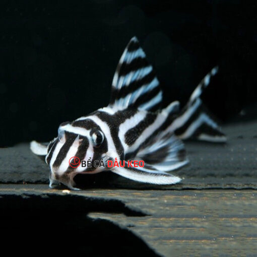 Cá L46 Hypancistrus Zebra Pleco (size 3)