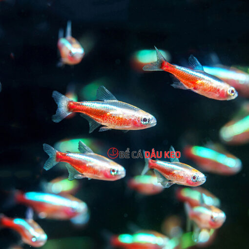 Cá Neon Gold Tetra