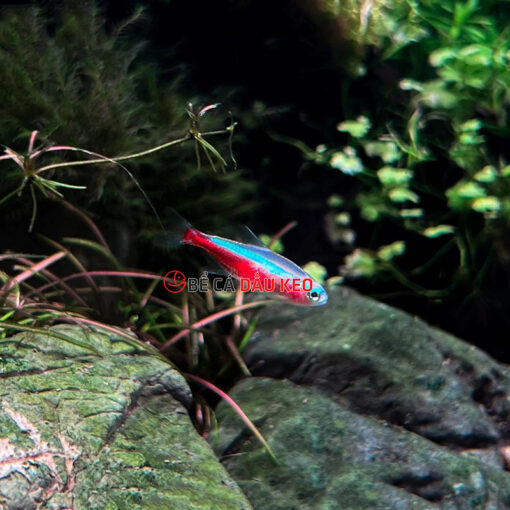 Cá Neon Vua Albino