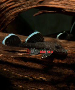 Cá Pleco L183 (size 3)