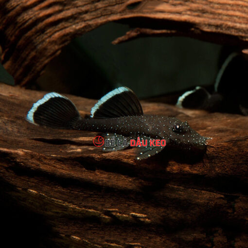 Cá Pleco L183 (size 3)