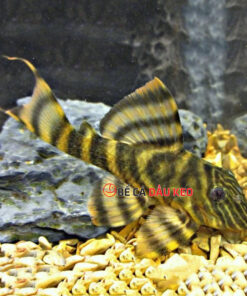 Cá Pleco L398