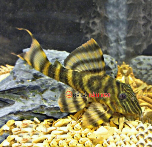 Cá Pleco L398