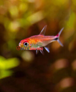 Cá Ruby Tetra